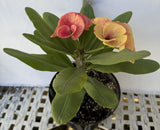 Euphorbia Milii CHAM CHAN Crown of Thorns  Corona de Cristo