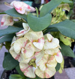 Euphorbia Milii ENDLESS LOVE Crown of Thorns Corona de Cristo Thai Hybrid