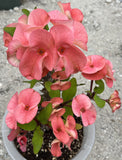 Euphorbia Milii PomPom Orange Crown of Thorns – Starter Cutting