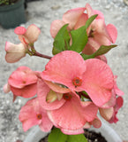 Euphorbia Milii PomPom Orange Crown of Thorns – Starter Cutting