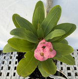 Euphorbia Milii ANGEL FACE Crown of Thorns Corona De Cristo Cactus Thai Hybrid