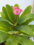 Euphorbia Milii ANGEL FACE Crown of Thorns Corona De Cristo Cactus Thai Hybrid