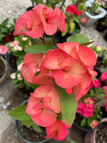 Euphorbia Milii SIMPATICA ORANGE Crown Of Thorns Plant Corona de Cristo Succulents
