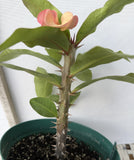 Euphorbia Milii SIMPATICA ORANGE Crown Of Thorns Plant Corona de Cristo Succulents