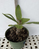 Euphorbia Milii SANHAM CHAI Crown of Thorns Corona de Cristo Rare & New