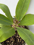 Euphorbia Milii SANHAM CHAI Crown of Thorns Corona de Cristo Rare & New