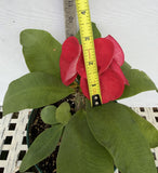 Euphorbia Milii CHOMPO SETHEE Super Giant Crown of Thorns Corona de Cristo