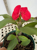 Euphorbia Milii CHOMPO SETHEE Super Giant Crown of Thorns Corona de Cristo