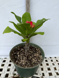 Euphorbia Milii RUAY CHANGLOEI Crown of Thorns Corona de Cristo Succulent