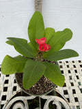 Euphorbia Milii RUAY CHANGLOEI Crown of Thorns Corona de Cristo Succulent
