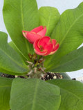 Euphorbia Milii RUAY CHANGLOEI Crown of Thorns Corona de Cristo Succulent