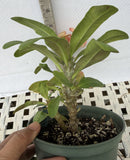 Euphorbia Milii BLANCE Crown of Thorns Corona de Cristo Succulents Thai Hybrid