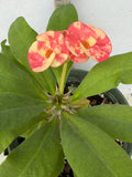 Euphorbia Milii BLANCE Crown of Thorns Corona de Cristo Succulents Thai Hybrid