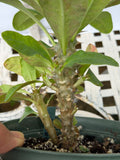 Euphorbia Milii BLANCE Crown of Thorns Corona de Cristo Succulents Thai Hybrid