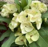 Euphorbia Milii GOLDEN QUEEN (Tong Tawee Kuhn) Crown of Thorns Corona de Cristo Succulents Tropicals