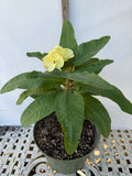 Euphorbia Milii TWILIGHT WONDER Crown Of Thorns Thai Hybrid Corona de Cristo