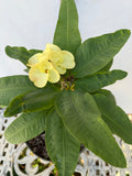 Euphorbia Milii TWILIGHT WONDER Crown Of Thorns Thai Hybrid Corona de Cristo