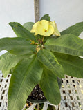 Euphorbia Milii TWILIGHT WONDER Crown Of Thorns Thai Hybrid Corona de Cristo