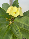 Euphorbia Milii TWILIGHT WONDER Crown Of Thorns Thai Hybrid Corona de Cristo