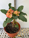 Euphorbia Milii SUNKIST Crown of Thorns Poysean Corona de Cristo Succulent Tropicals