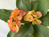 Euphorbia Milii SUNKIST Crown of Thorns Poysean Corona de Cristo Succulent Tropicals