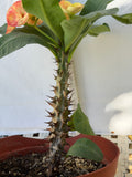 Euphorbia Milii SUNKIST Crown of Thorns Poysean Corona de Cristo Succulent Tropicals