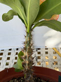 Euphorbia Milii SUNKIST Crown of Thorns Poysean Corona de Cristo Succulent Tropicals