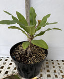 Euphorbia Milii DANCING QUEEN (POP CHOK) Crown of Thorns Corona De Cristo Succulent/Cactus