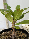 Euphorbia Milii DANCING QUEEN (POP CHOK) Crown of Thorns Corona De Cristo Succulent/Cactus
