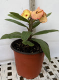 Euphorbia Milii GOLD GLAM Crown Of Thorns Corona de Cristo Cactus
