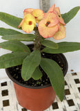 Euphorbia Milii GOLD GLAM Crown Of Thorns Corona de Cristo Cactus