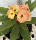 Euphorbia Milii GOLD GLAM Crown Of Thorns Corona de Cristo Cactus
