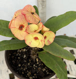 Euphorbia Milii GOLD GLAM Crown Of Thorns Corona de Cristo Cactus