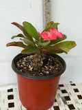 Euphorbia Milii SIAM SUNSHINE Crown of Thorns Corona De Cristo
