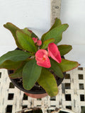 Euphorbia Milii SIAM SUNSHINE Crown of Thorns Corona De Cristo