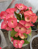 Euphorbia Milii SIMPATICA ORANGE Crown Of Thorns Plant Corona de Cristo Succulents