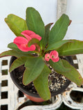 Euphorbia Milii SIAM SUNSHINE Crown of Thorns Corona De Cristo