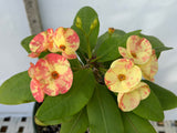 Euphorbia Milii PRECIOUS GOLD Crown of Thorns Corona De Cristo Cactus/Succulent