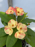 Euphorbia Milii PRECIOUS GOLD Crown of Thorns Corona De Cristo Cactus/Succulent