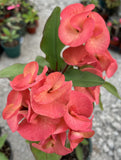 Euphorbia Milii SIMPATICA ORANGE Crown Of Thorns Plant Corona de Cristo Succulents