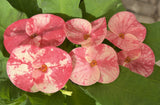 Euphorbia Milii "Cerise" Crown Of Thorns Thai Hybrid Corona de Cristo