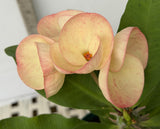 Euhorbia Milii Crown Of Thorns Corona de Cristo COLLECTOR'S COLLECTION