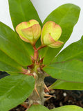 Euphorbia Milii DESIREE Crown of Thorns  Corona de Cristo Cactus/Succulent