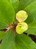Euphorbia Milii DESIREE Crown of Thorns  Corona de Cristo Cactus/Succulent