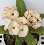 Euphorbia Milii PINK MILLIONAIRE Crown of Thorns Corona de Cristo Rare