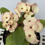 Euphorbia Milii PINK MILLIONAIRE Crown of Thorns Corona de Cristo Rare