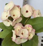 Euphorbia Milii PINK MILLIONAIRE Crown of Thorns Corona de Cristo Rare