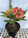 Euphorbia Milii CHAM CHAN Crown of Thorns  Corona de Cristo