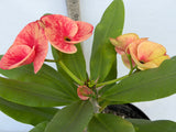 Euphorbia Milii CHAM CHAN Crown of Thorns  Corona de Cristo