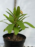 Euphorbia Milii ANGEL FACE Crown of Thorns Corona De Cristo Cactus Thai Hybrid
